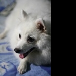 Japanese Spitz new wallpapers