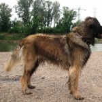 Leonberger new wallpapers