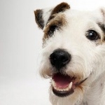Parson Russell Terrier download wallpaper