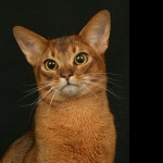 Abyssinian cat high definition photo