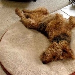 Airedale Terrier hd pics