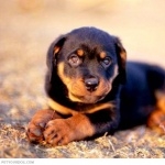Austrian Black and Tan Hound wallpapers hd