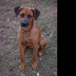 Blackmouth Cur images