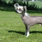 Chinese Crested Dog pics