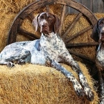 German Shorthaired Pointer new wallpapers