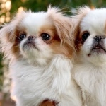 Japanese Chin high quality wallpapers