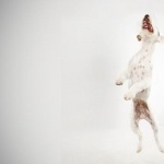 Parson Russell Terrier new wallpapers