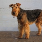 Airedale Terrier new wallpapers