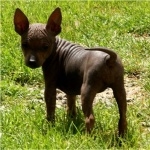 American Hairless Terrier high definition wallpapers