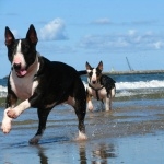 Bull and Terrier free download