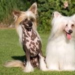 Chinese Crested Dog wallpapers