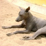 Mexican Hairless Dog free download