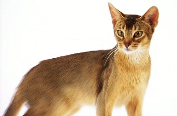 Abyssinian cat wallpapers high quality