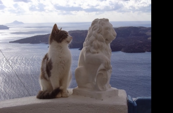 Aegean cat wallpapers high quality