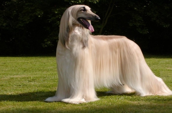 Afghan Hound wallpapers high quality