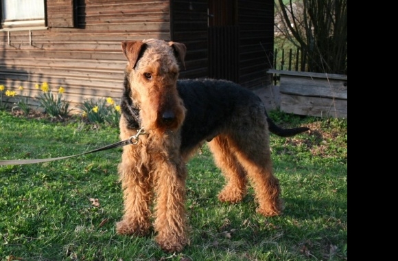 Airedale Terrier wallpapers high quality