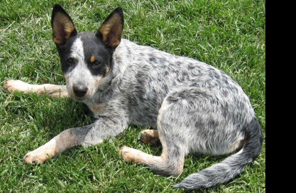 Australian Stumpy Tail Cattle Dog wallpapers high quality
