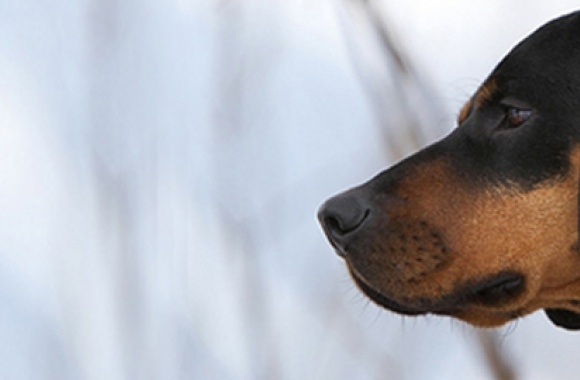 Austrian Black and Tan Hound wallpapers high quality