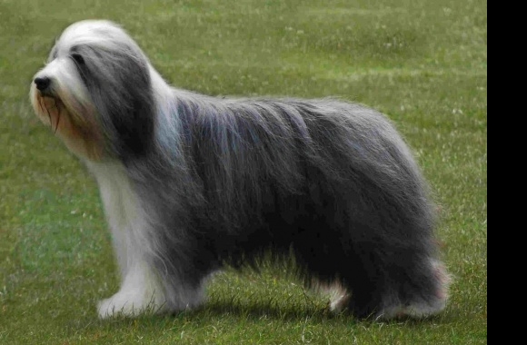 Bearded Collie wallpapers high quality