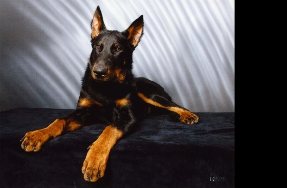 Beauceron wallpapers high quality