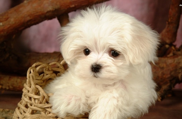 Bichon Frise wallpapers high quality