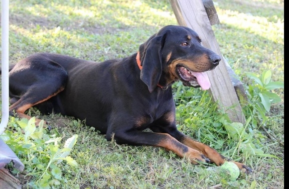 Black and Tan Coonhound wallpapers high quality
