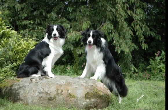 Border Collie wallpapers high quality