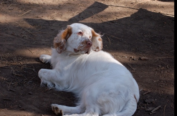 Clumber Spaniel wallpapers high quality