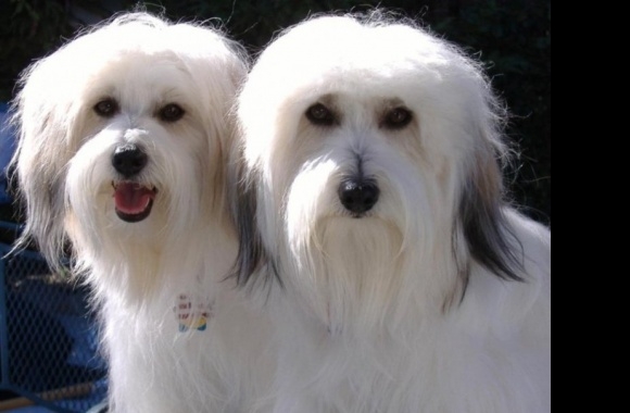 Coton de Tulear wallpapers high quality