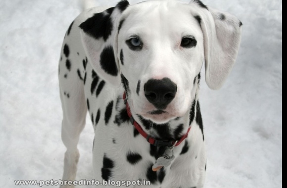 Dalmatian wallpapers high quality