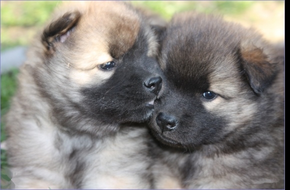 Eurasier wallpapers high quality