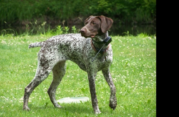 German Shorthaired Pointer wallpapers high quality