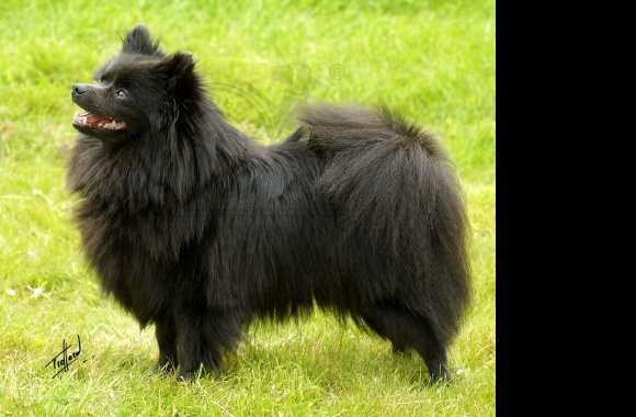 German Spitz wallpapers high quality