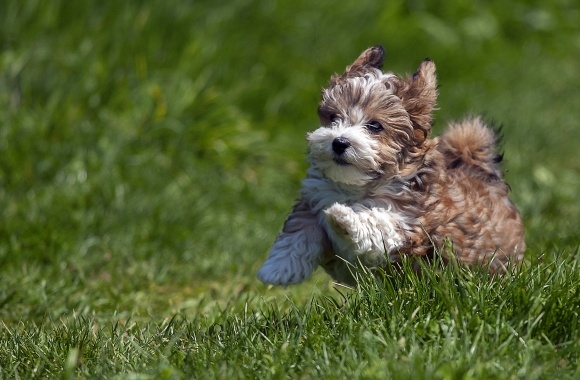 Havanese wallpapers high quality