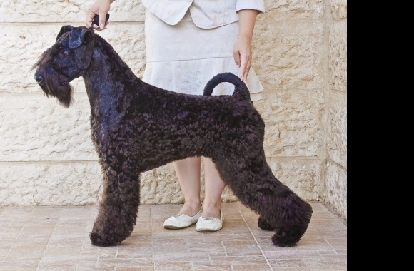 Kerry Blue Terrier wallpapers high quality