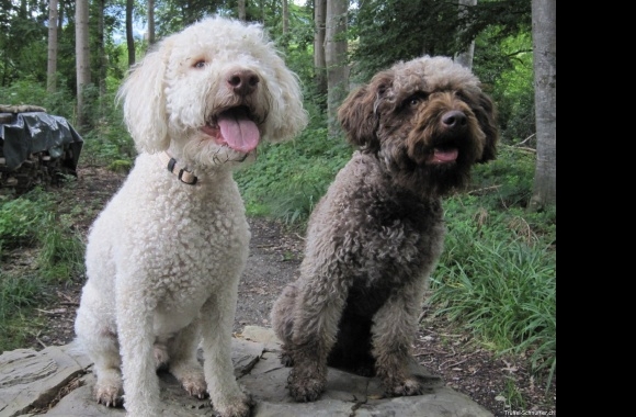 Lagotto Romagnolo wallpapers high quality