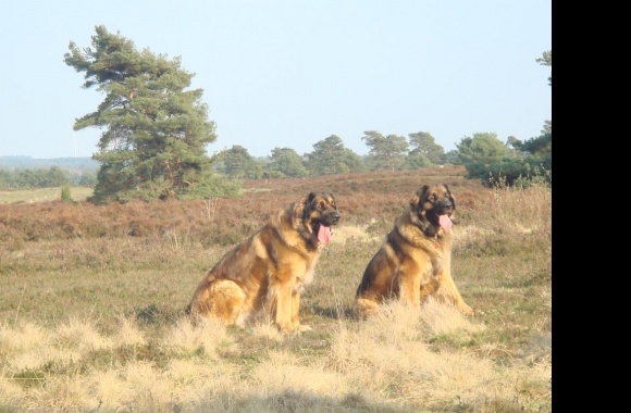 Leonberger wallpapers high quality
