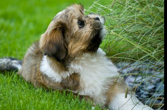 Lhasa Apso wallpapers high quality