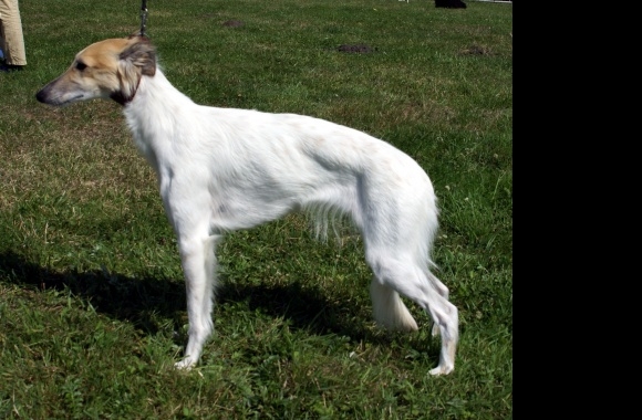 Longhaired Whippet wallpapers high quality