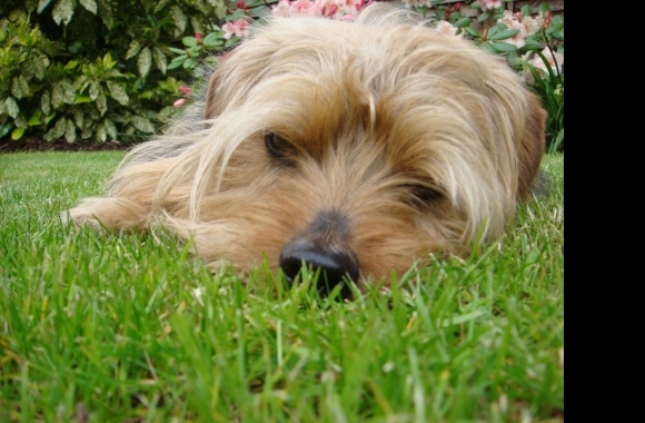 Norfolk Terrier wallpapers high quality