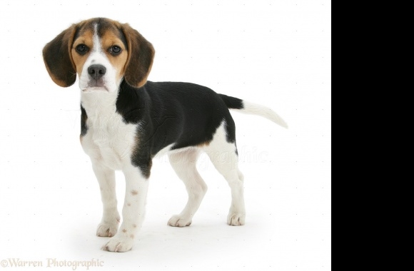 North Country Beagle