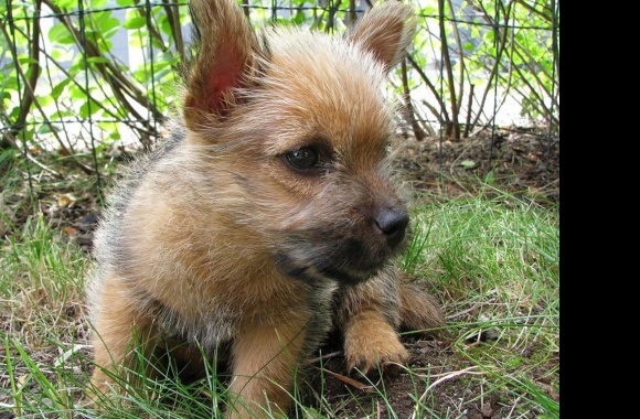 Norwich Terrier wallpapers high quality