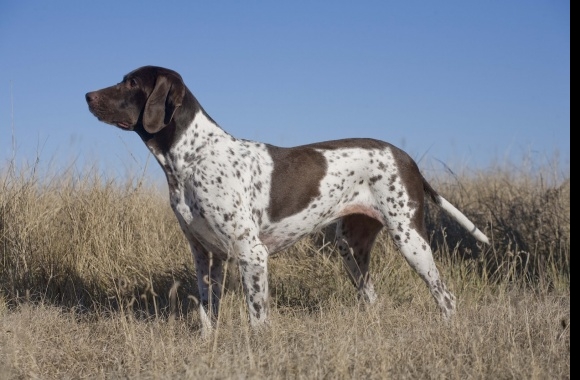 Old Danish Pointer wallpapers high quality