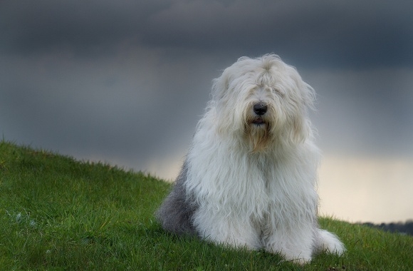 Old English Sheepdog wallpapers high quality