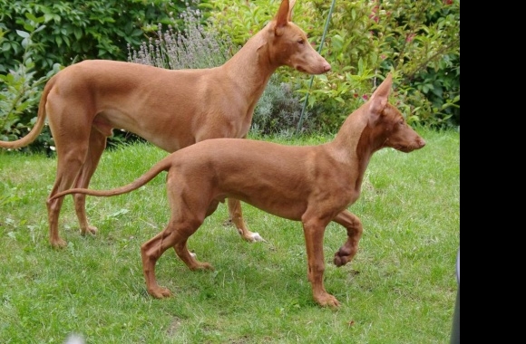 Pharaoh Hound wallpapers high quality