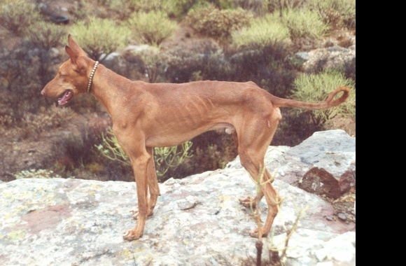 Podenco Canario wallpapers high quality