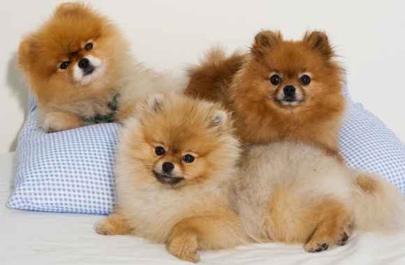 Pomeranian wallpapers high quality