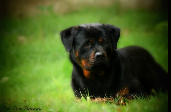 Rottweiler wallpapers high quality