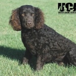 American Water Spaniel funny