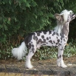 Chinese Crested Dog hd pics